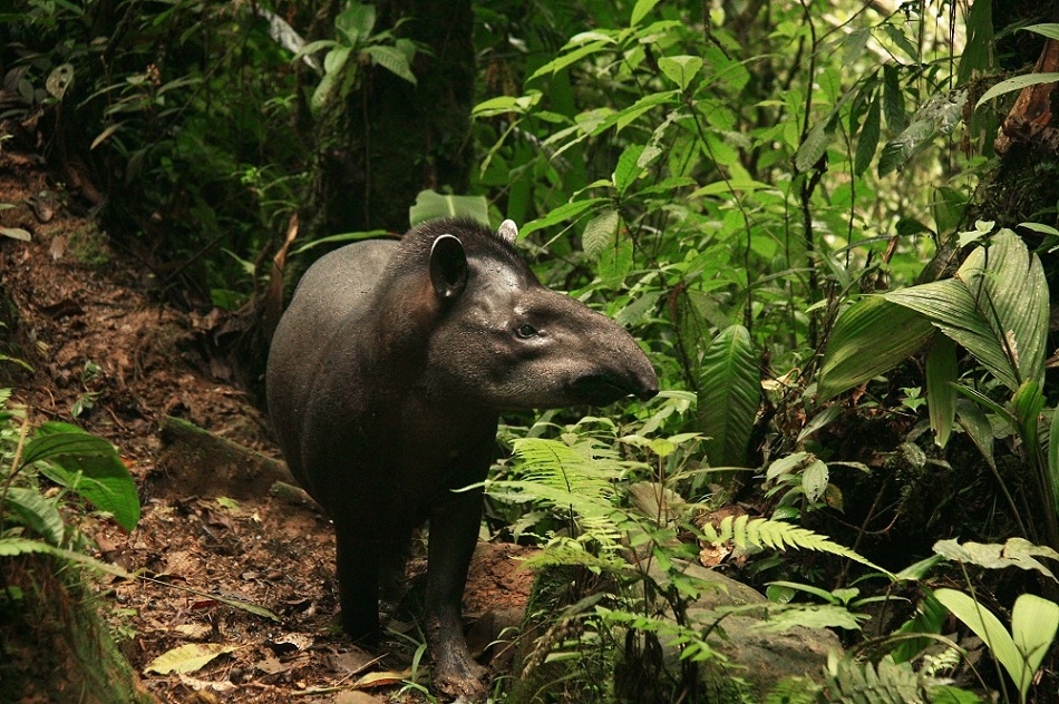 Día Internacional del Tapir: te presentamos 6 datos importantes sobre